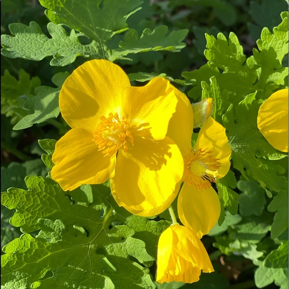 WELCOME! Thank You For Checking Out My Closet! - Picture 9 of 15